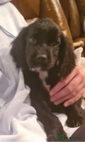 Sprocker dogs - Advert 2
