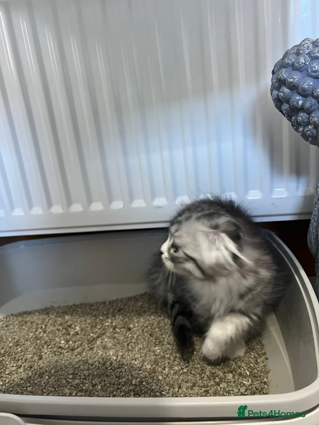 Scottish Fold cats for sale: Long hair Scottish fold kittens - Advert 6