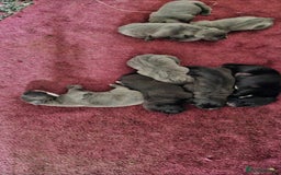 Cane Corso dogs for sale: Cane corso pups - Image 10