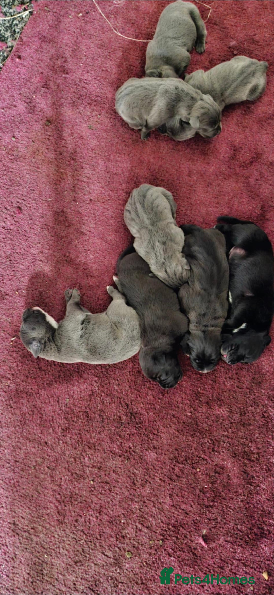 Cane Corso dogs for sale: Cane corso pups - Image 10