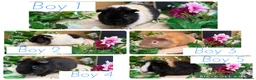 Guinea Pig rodents for sale: 5 baby male teddy guineapigs AVAILABLE  - Advert 1