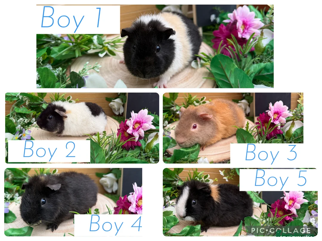 Guinea Pig rodents for sale: 5 baby male teddy guineapigs AVAILABLE  - Advert 1