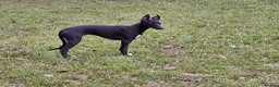 Mixed Breed dogs for sale: Bedlington Whippets in Abergavenny - Advert 8