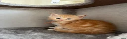 Maine Coon cats for sale: Stunning litter of 7 Maine coons!  - Advert 26