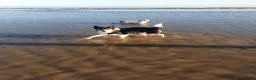 Border Collie dogs for sale: Border Collie - Advert 15