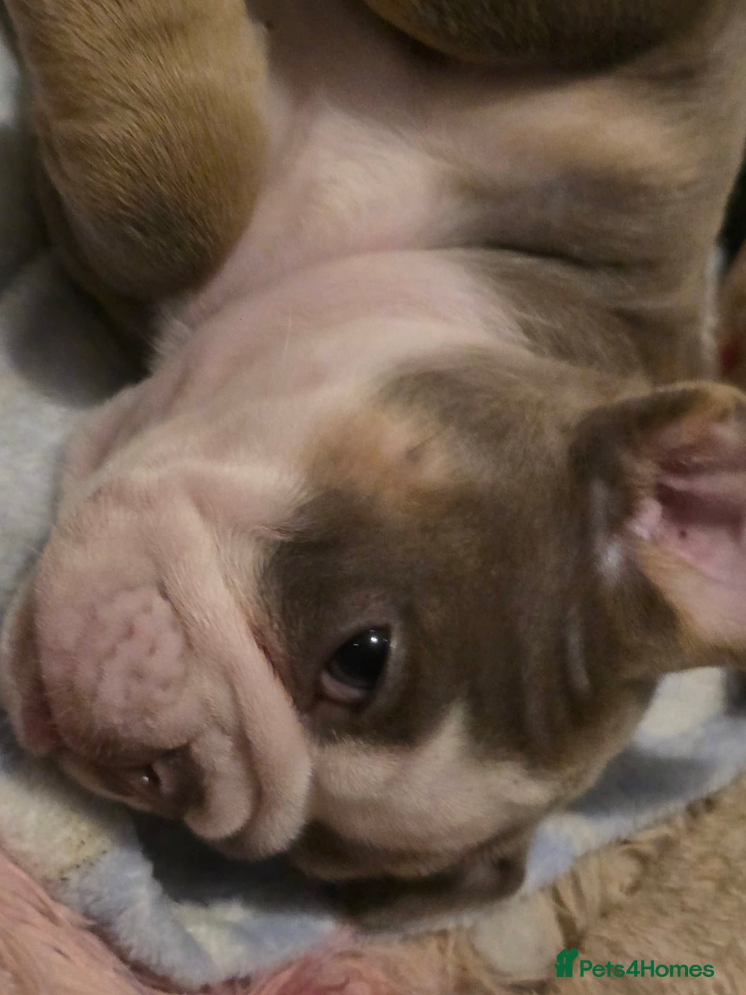 English Bulldog dogs for sale: English bulldog girls - Advert 5