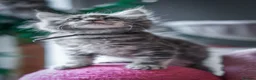 Maine Coon cats for sale:  Chunky full Maine coon kittens ready now   £795 - Advert 16