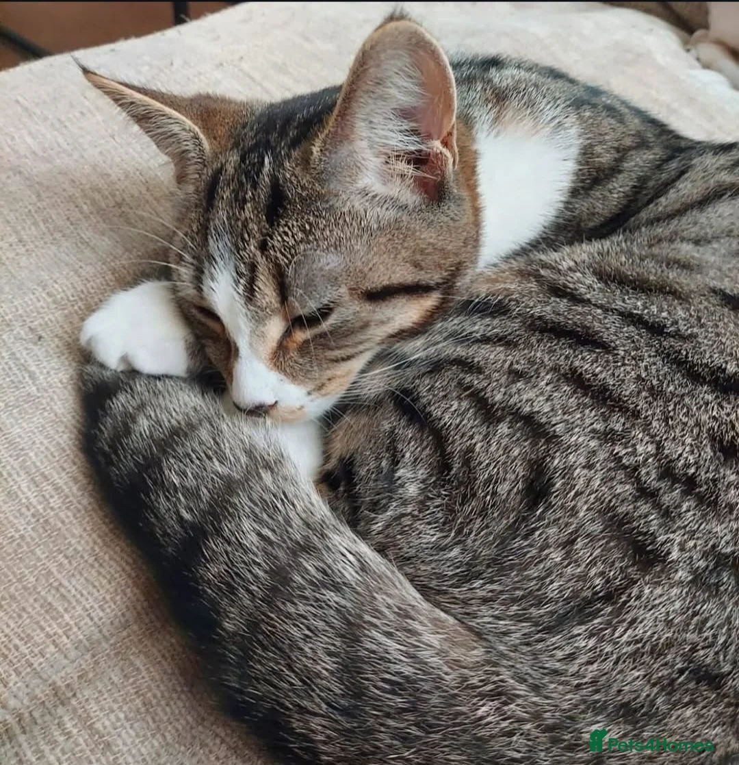 Mixed Breed cats for sale: Two cats needing their forever homes in Newport - Advert 1