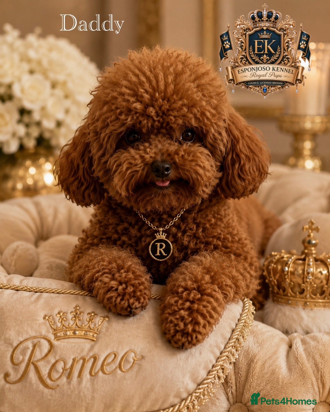 Toy Poodle dogs 👑 One-in-a-Million red Asian Toy Poodle Stud 👑 - Advert 8
