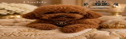 Toy Poodle dogs for stud: 👑 One-in-a-Million red Asian Toy Poodle Stud 👑 - Advert 1