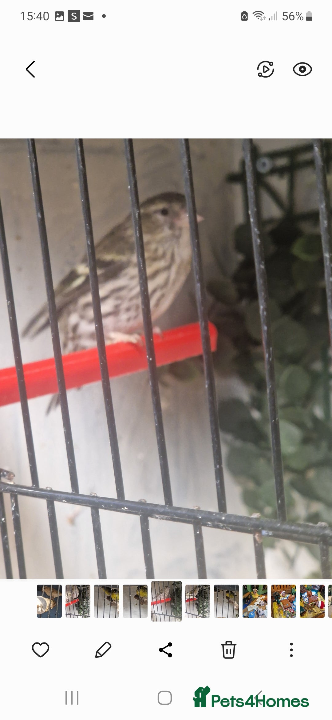 Finches birds for sale: Siskins - Advert 4