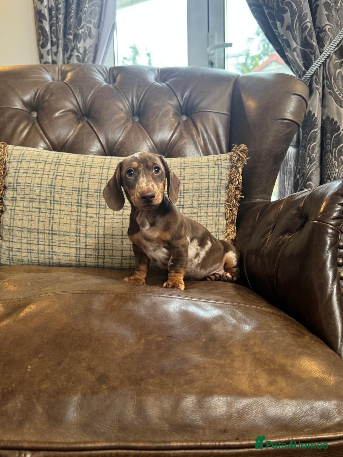 Dachshund dogs Miniature Dachshund Puppies - Advert 1