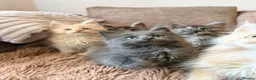 Maine Coon cats for sale: Tica registered mainecoon kittens (some polys)  - Advert 8