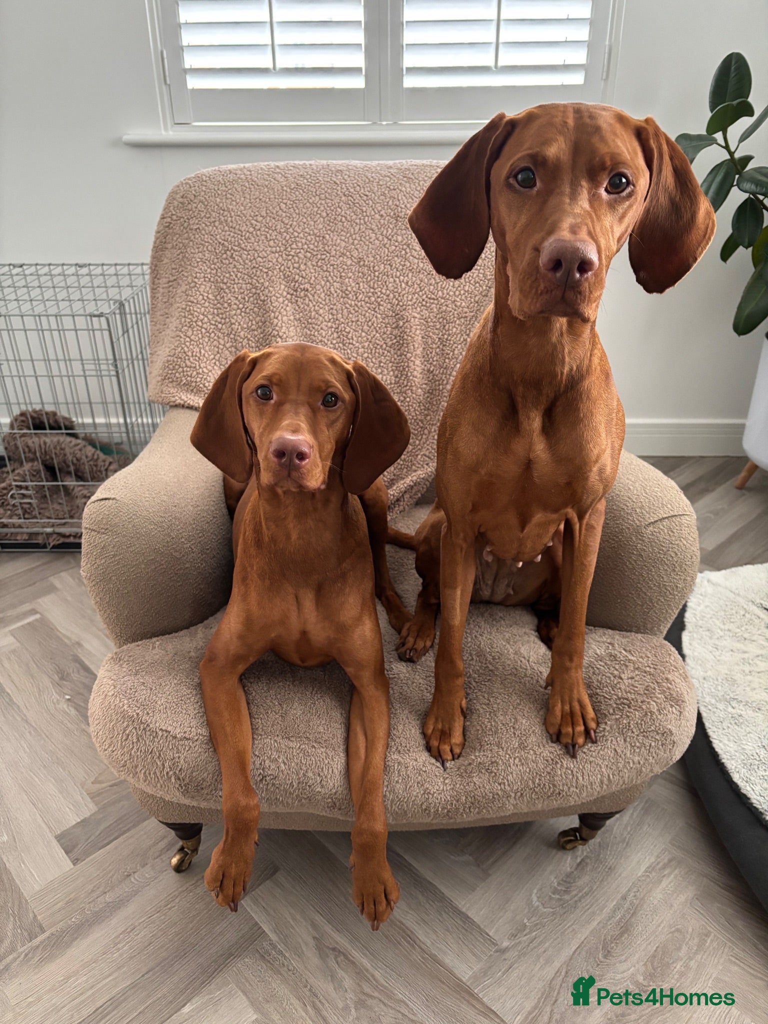 Hungarian Vizsla dogs Alba’s second litter  - Advert 9