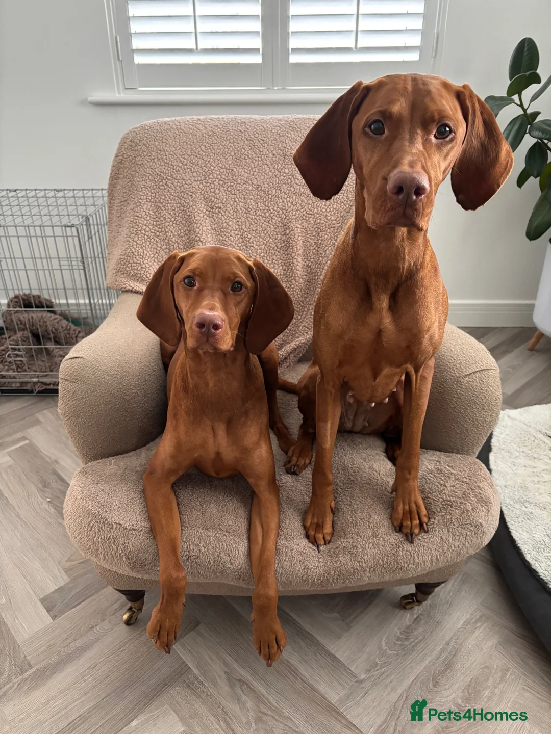 Hungarian Vizsla dogs for sale: Alba’s second litter  in Cullompton - Advert 1