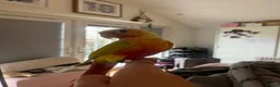 Conures birds for sale: Pineapple conure  in Stevenage - Advert 4