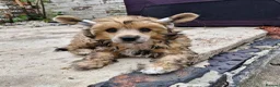 Chinese Crested dogs for sale: Kc reg beautiful puff puppies ready to new home  - Advert 6