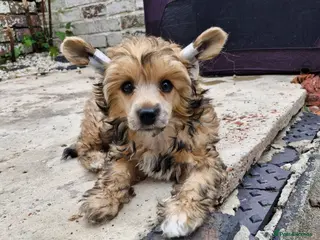 Chinese Crested dogs for sale: Boy£1100 girl £1500 ready now all paperwork done - Advert 1