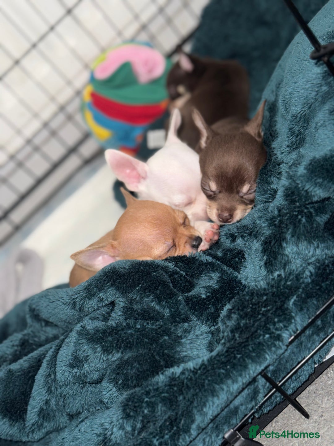 Chihuahua dogs for sale: Chihuahua puppies! - Advert 9