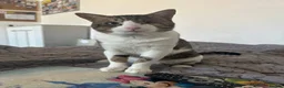 Arabian Mau cats for sale: Beautiful Tito looking for his family 😻 - Advert 3