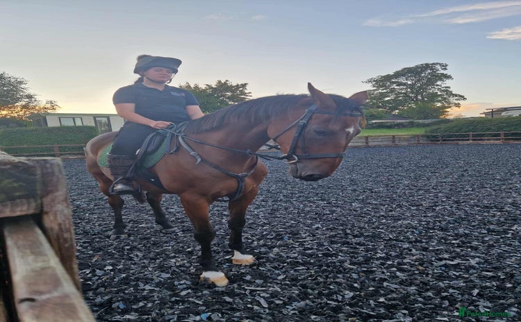 Irish Thoroughbred horses - Advert 2