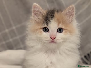 Maine Coon cats Maine Coon x Ragdoll kittens - Advert 3