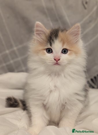 Maine Coon cats Maine Coon x Ragdoll kittens - Advert 2