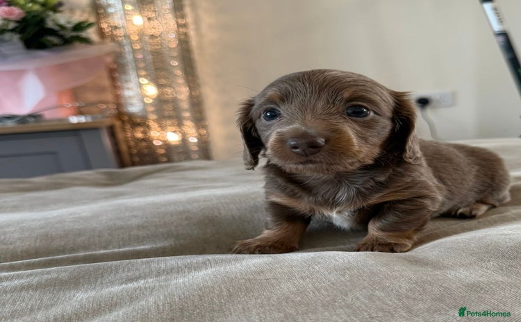 Miniature Dachshund dogs - Advert 1