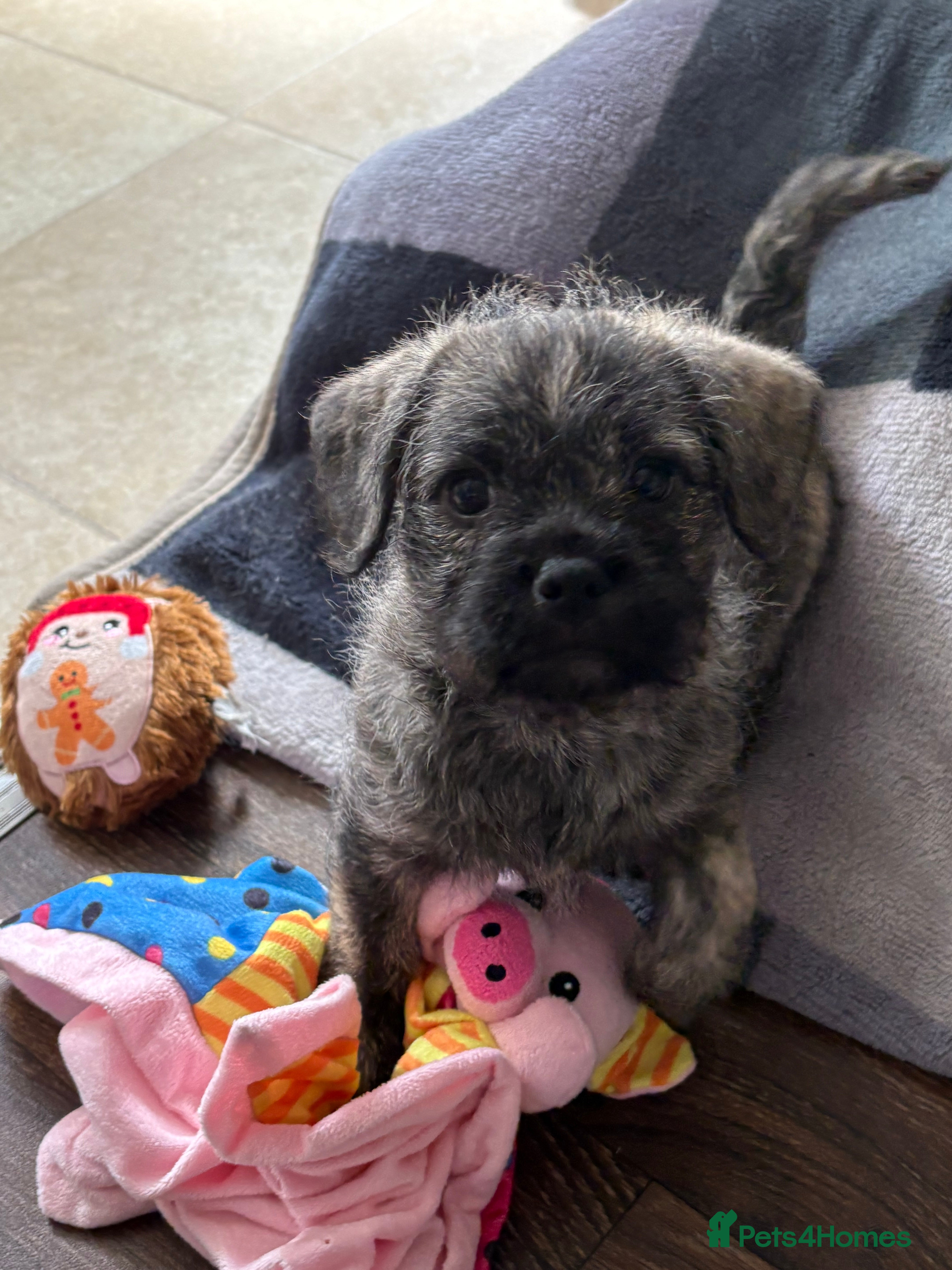 Mixed Breed dogs Pugland Puppies  - Advert 2