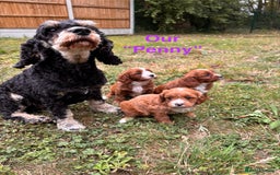 Cavapoo dogs for sale: Stunning cavapoo pups *ready to leave 29th august* - Image 17