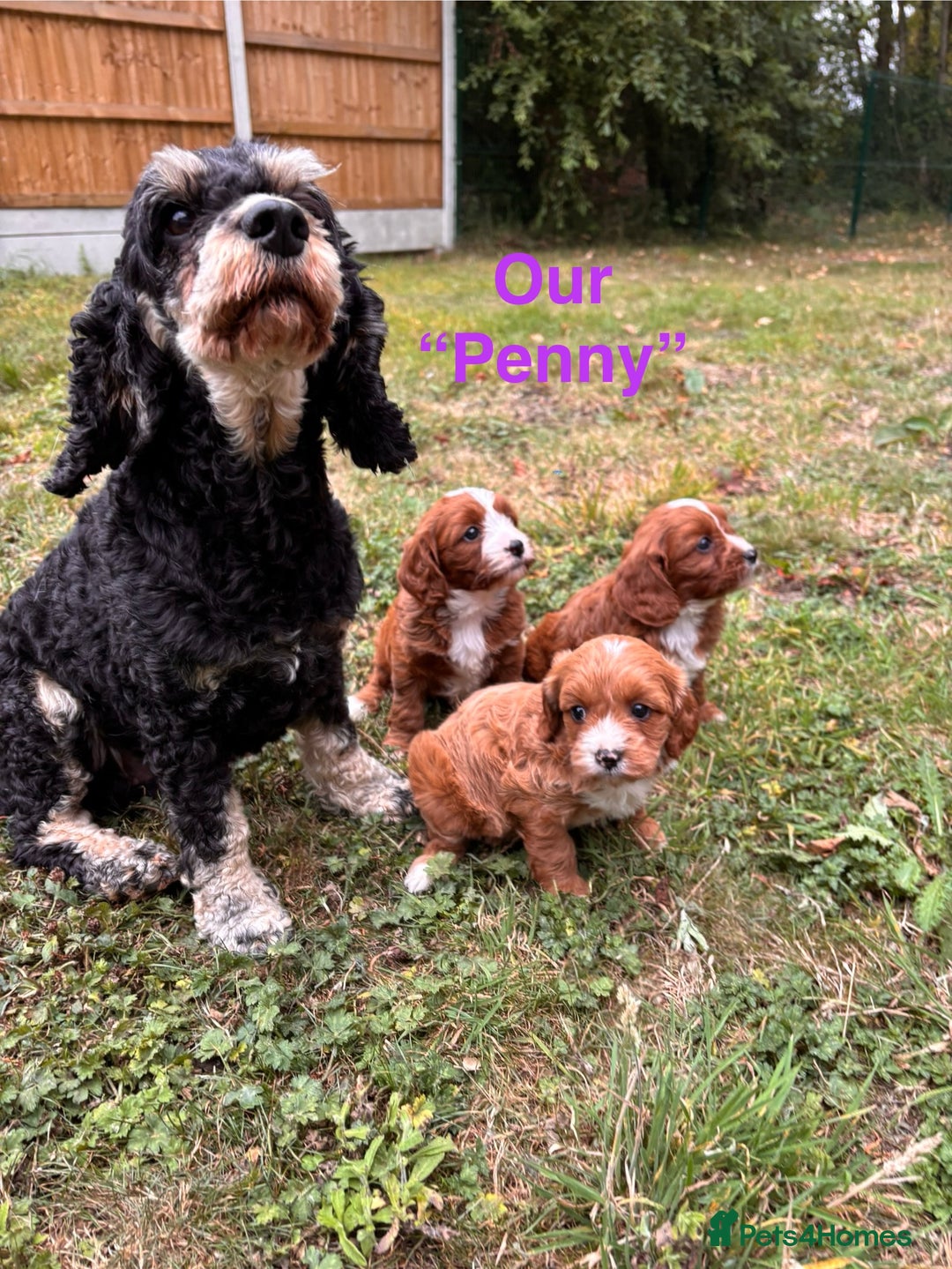Cavapoo dogs for sale: Stunning cavapoo pups *ready to leave 29th august* - Image 17