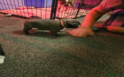Mixed Breed dogs for sale: Frenchton Pups - Image 21