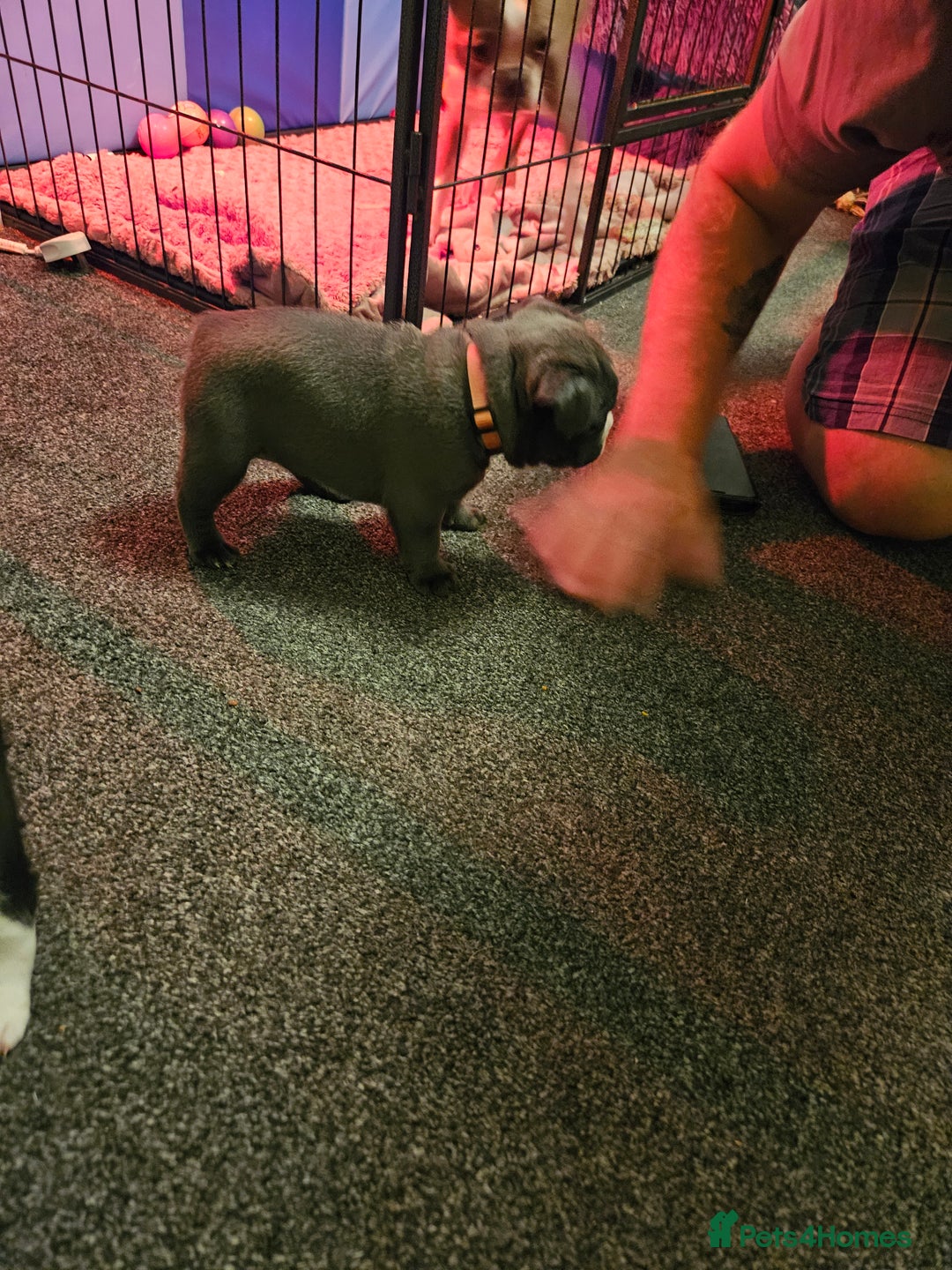 Mixed Breed dogs for sale: Frenchton Pups - Image 21