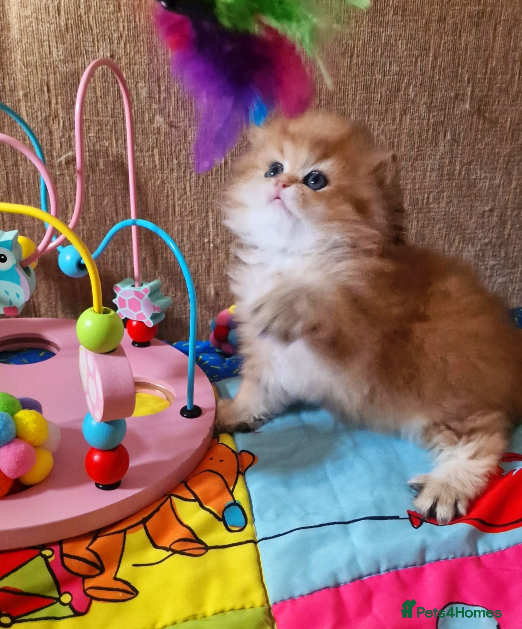British Longhair cats 💖 Golden British Medium/Longhair Girl 💖 - Advert 2