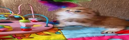 British Longhair cats for sale: 💖 Golden British Medium/Longhair Girl 💖 - Advert 4