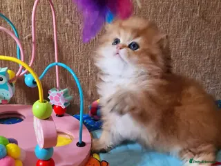 British Longhair cats 💖 Golden British Medium/Longhair Girl 💖 - Advert 2