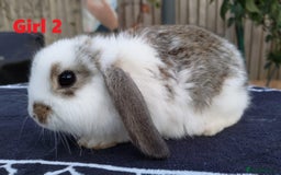 Mini Lop rabbits for sale: Gorgeous Mini lop babies looking for new homes - Image 22