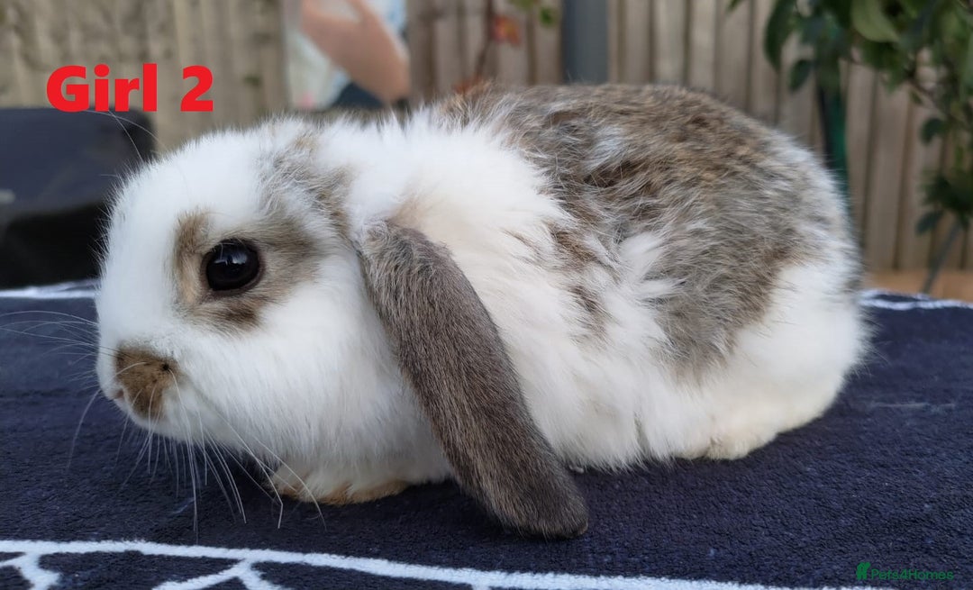 Mini Lop rabbits for sale: Gorgeous Mini lop babies looking for new homes - Image 22