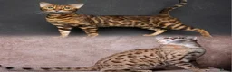Bengal cats for sale: Waiting list open for kittens 2026-expecting 27.01 - Advert 29