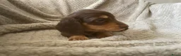 Miniature Dachshund dogs for sale: Qualiyy Miniature Long Haired Dachshunds in Bridgend - Advert 16