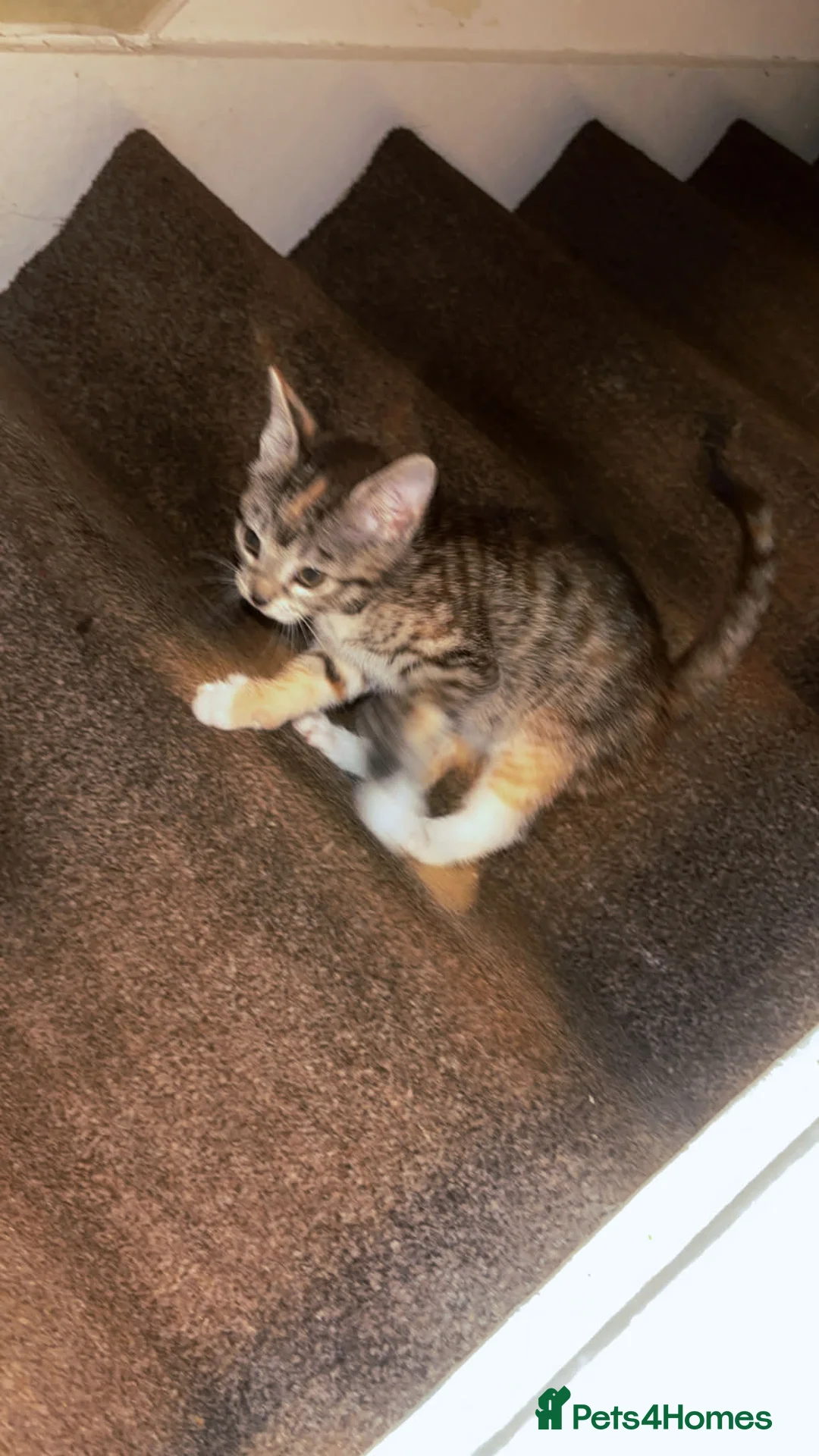 Mixed Breed cats for sale: 2 gorgeous calico female kittens for sale  - Advert 4