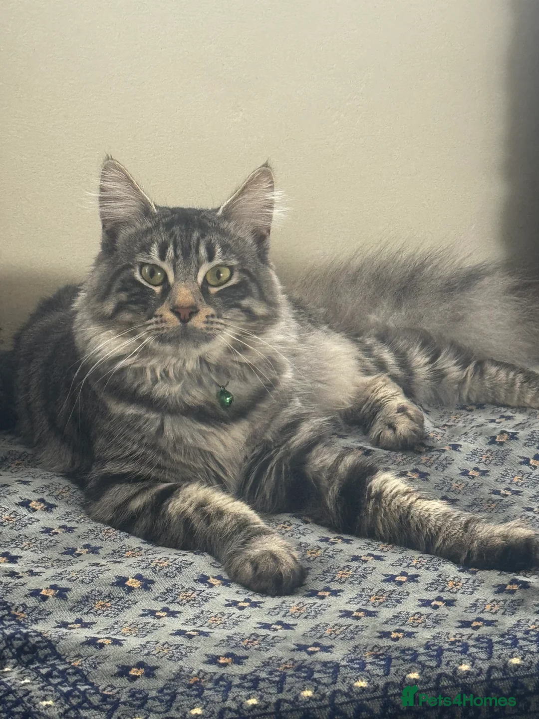 British Longhair cats for sale: Kittens - Advert 24