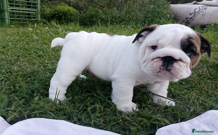 English Bulldog dogs - Advert 5