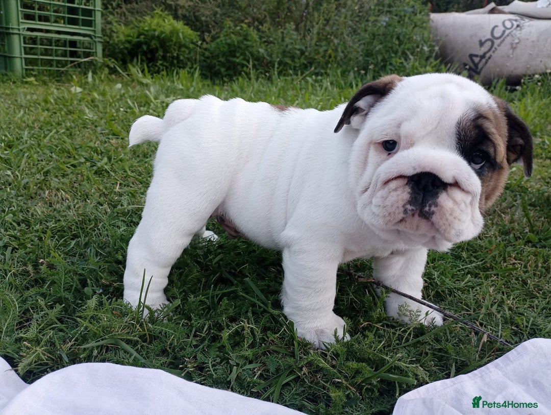 English Bulldog dogs for sale: ❤️🐶 English Bulldog puppies 🐶🖤 - Image 1