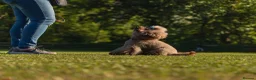Toy Poodle dogs for stud: Stud Dog Available – Rufus "Magic Bashful Prince"  - Advert 10