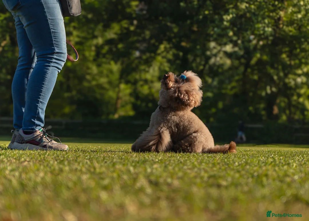 Toy Poodle dogs for stud: Stud Dog Available – Rufus "Magic Bashful Prince"  - Advert 10