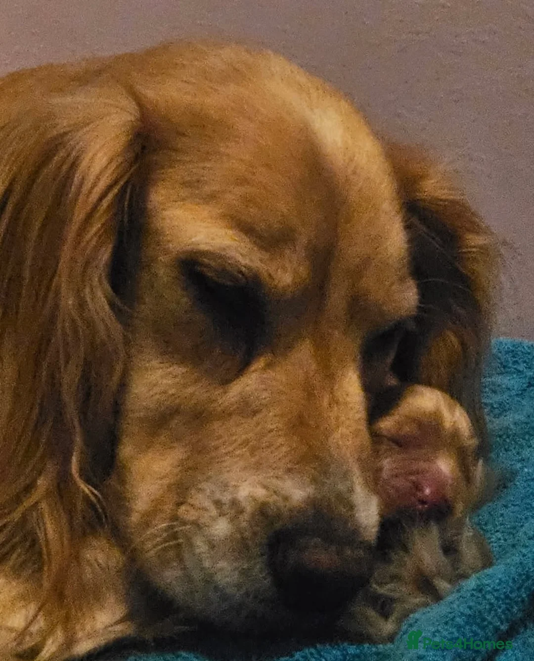 Cocker Spaniel dogs for sale: Working Cocker Spaniel Puppies  - Advert 8