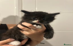 Maine Coon cats for sale: Only 1 left - Image 5