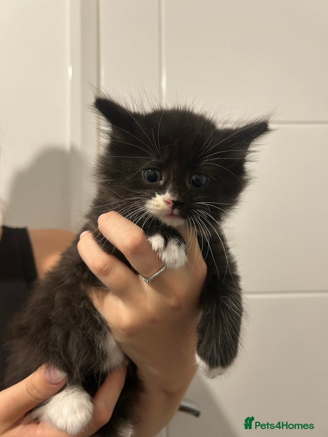 Maine Coon cats for sale: Only 1 left - Image 5