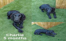 Cocker Spaniel dogs for sale: 2 Cocker Spaniel Male dogs - Image 2